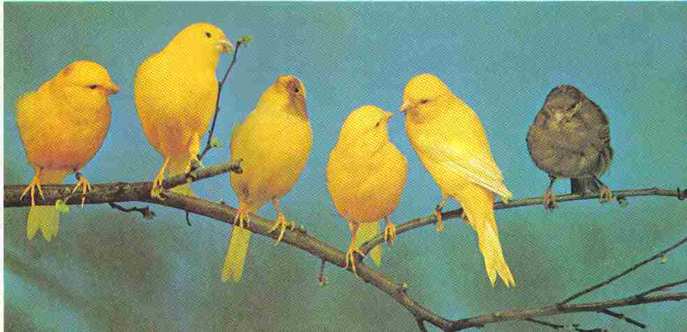 canary_birds.jpg